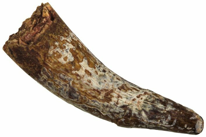 Fossil Triassic Reptile (Phytosaur) Tooth - New Mexico #219431